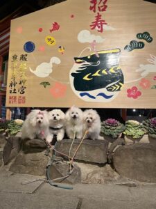 大阪市　鉄川様のご愛犬(ファミリー犬共)!　9頭のボロニーズ犬🎵