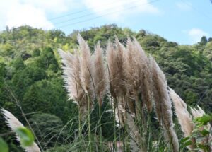 秋吉台のシロガネヨシの色の変化が楽しみ♪