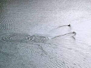 ため池にハート型の薄氷、渦型の薄氷びっくり!!