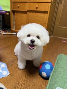 奈良県　M様のご愛犬　ボロニーズ! らんちゃん!