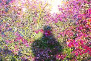 コールドムーンを撮影しました