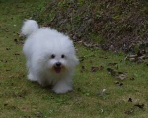 明けましておめでとうございます。